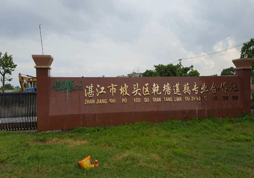 J9集团国际站藕粉粉丝粉条出产线已经在昌都莲藕合作社起头工作了